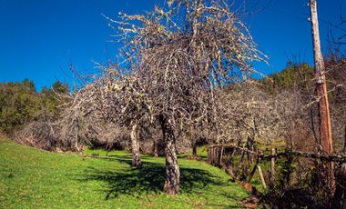 TERRENO AGRÍCOLA SECTOR LOS CAÑONES  FRESIA