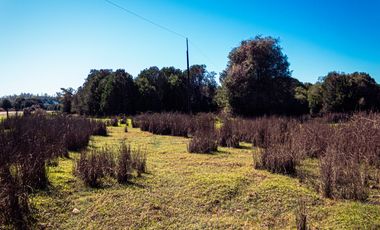 TERRENO AGRÍCOLA SECTOR LOS CAÑONES  FRESIA