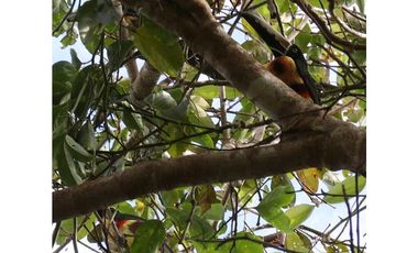 VENDE FINCA EN EL LIRIO DE LA CHORRERA, 2 HECTAREAS, UN RINCONCITO