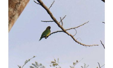 VENDE FINCA EN EL LIRIO DE LA CHORRERA, 2 HECTAREAS, UN RINCONCITO
