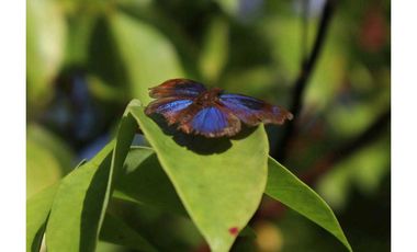 VENDE FINCA EN EL LIRIO DE LA CHORRERA, 2 HECTAREAS, UN RINCONCITO