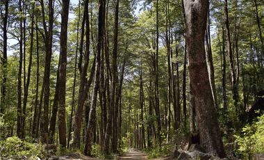 Parcela en venta Curarrehue a 45 KM  de Pucón