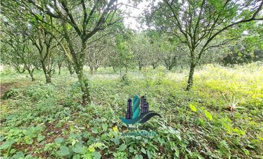 VENDO UNA HECTAREA PLANA CON SUELO NEGRO