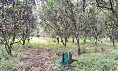 VENDO UNA HECTAREA PLANA CON SUELO NEGRO