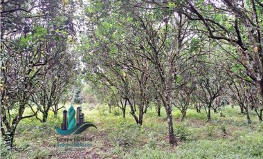 VENDO UNA HECTAREA PLANA CON SUELO NEGRO