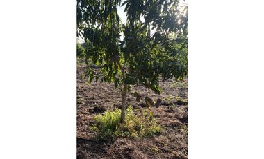 VENTA DE FINCA  DE 4 HECTREAS EN LORICA - CÓRDOBA