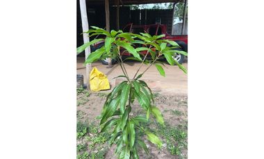 VENTA DE FINCA  DE 4 HECTREAS EN LORICA - CÓRDOBA