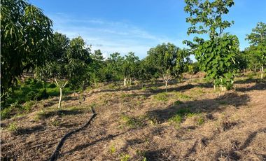 VENTA DE FINCA  DE 4 HECTREAS EN LORICA - CÓRDOBA