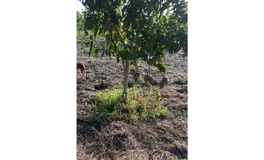 VENTA DE FINCA  DE 4 HECTREAS EN LORICA - CÓRDOBA