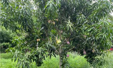 VENTA DE FINCA  DE 4 HECTREAS EN LORICA - CÓRDOBA