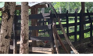 VENTA DE FINCA  DE 4 HECTREAS EN LORICA - CÓRDOBA