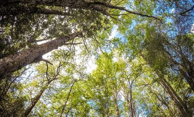 Terreno Construccion  en Venta en Oportunidad Ultima parcela Venta en Verde Parcelación Agricola San Clemente