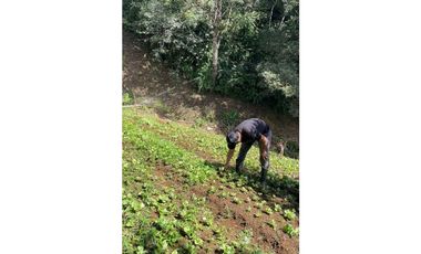 Vendo hermosa finca en Palmira Abajo a un súper precio! Negociable
