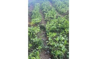 Vendo hermosa finca en Palmira Abajo a un súper precio! Negociable