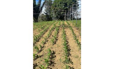 Vendo hermosa finca en Palmira Abajo a un súper precio! Negociable