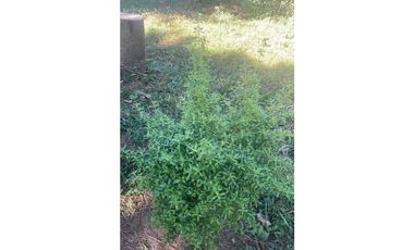 Vendo hermosa finca en Palmira Abajo a un súper precio! Negociable