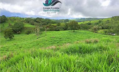 VENDO FINCA DE 5OHECTAREAS SEMIONDULADA A 1288 M.S.N.M.