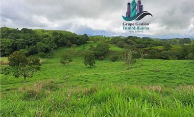 VENDO FINCA DE 5OHECTAREAS SEMIONDULADA A 1288 M.S.N.M.
