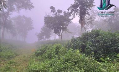 VENDO FINCA DE 51HECTAREA A 1500 M.S.N.M.