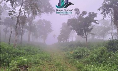 VENDO FINCA DE 51HECTAREA A 1500 M.S.N.M.