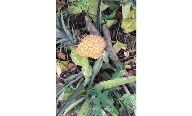 VENDO A PUERTA CERRADA COMPLETA CASA EN FUSAGASUGA 5H 4B 2G