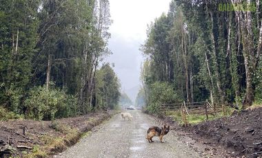 Parcela en Venta en 2 parcelas en Polincay - Parcelación Alerce Escondido
