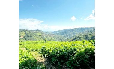 SE VENDE FINCA EN LA VEREDA CEDRAL BAJO