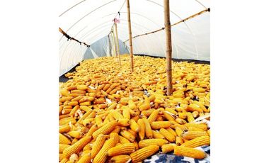 SE VENDE FINCA EN LA VEREDA CEDRAL BAJO