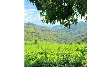 SE VENDE FINCA EN LA VEREDA CEDRAL BAJO