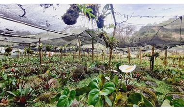 Terreno de 1.000m²  En el sector de Gaitán vía la Florida - Pereira