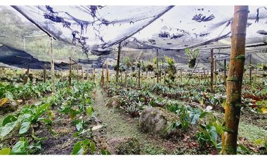 Terreno de 1.000m²  En el sector de Gaitán vía la Florida - Pereira