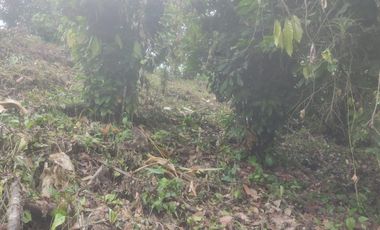 VENTA FINCA CANTON URDANETA / PROV. LOS RIOS 3.6 HCTS. (AGE)