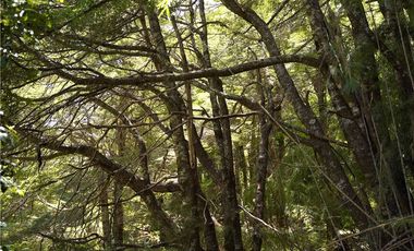 Parcela en venta Curarrehue a 45 KM  de Pucón