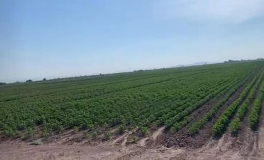 TERRENO EN VENTA EN EJIDO VEGA LARGA EN SAN PEDRO, COAHUILA