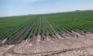 TERRENO EN VENTA EN EJIDO VEGA LARGA EN SAN PEDRO, COAHUILA