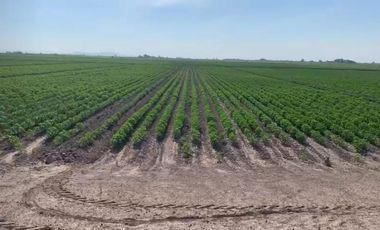 TERRENO EN VENTA EN EJIDO VEGA LARGA EN SAN PEDRO, COAHUILA