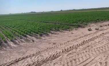 TERRENO EN VENTA EN EJIDO VEGA LARGA EN SAN PEDRO, COAHUILA