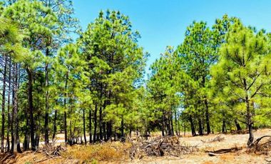 Terreno Campestre en Venta, Real de Encinos en Tapalpa