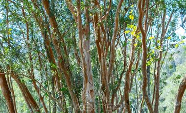 Agrícola en Venta en COD37523 Segunda faja sector Candelaría