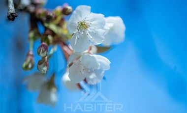 Agrícola en Venta en COD37523 Segunda faja sector Candelaría