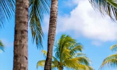 VENDO TERRENOS EN CANCÚN QUINTANA ROO