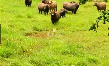 VENDO FINCA GANADERA EN EL ESPINO, LA CHORRERA, PANAMA OESTE (9)