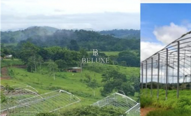 VENDO FINCA GANADERA EN EL ESPINO, LA CHORRERA, PANAMA OESTE (9)