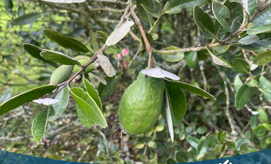 Vendo Hermosa Casa en Tabio Rio Frio Oriental