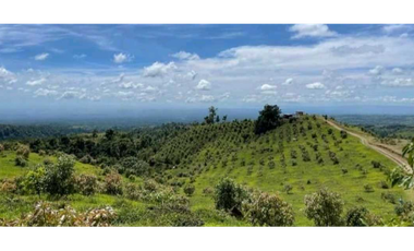 VENTA DE FINCA EN CHIRIQU, UNA EXCELENTE FINCA INVERSIÓN