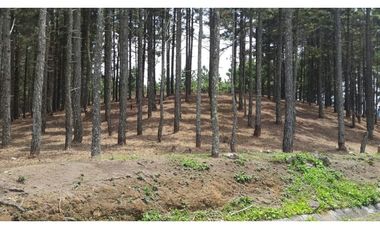 CHAME / SOR / ALTOS DEL MARIA / 2497m2