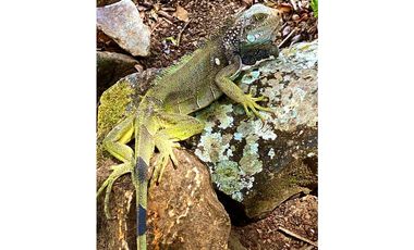 SE VENDE TERRENO EN SORA $5.00 M2 !!!!!!!