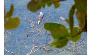 SE VENDE TERRENO EN SORA $5.00 M2 !!!!!!!