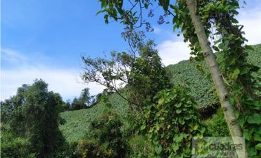 Finca en Venta en Buenavista La Unión con 3 Nacimientos de Agua