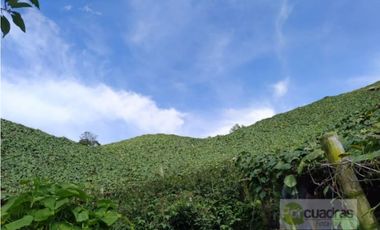 Finca en Venta en Buenavista La Unión con 3 Nacimientos de Agua